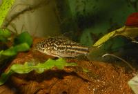 Zierfische & Aquarium, 2007 - Corydoras napoensis