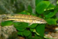 Zierfische & Aquarium, 2007 - Crenicichla tapajos (Cobra pike), Brazil