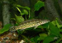 Zierfische & Aquarium, 2007 - Crenicichla tapajos (Cobra pike), Brazil