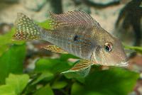 Zierfische & Aquarium, 2007 - Geophagus sp. areoes, Brazil