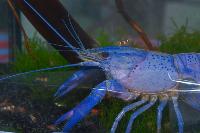 Zierfische & Aquarium, 2007 - skaldjur - Cherax caini