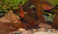 Zierfische & Aquarium, 2007 - utställning - Hemichromis guttatus