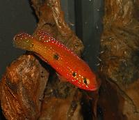 Zierfische & Aquarium, 2007 - utställning - Hemichromis guttatus