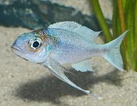 Zierfische & Aquarium, 2007 - utställning - Ophthalmotilapia ventralis