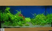 Planted Aquarium, Hannover 2008