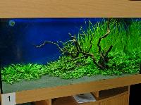 Planted Aquarium, Hannover 2008