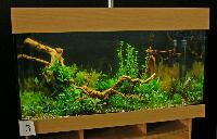 Planted Aquarium, Hannover 2008