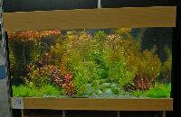 Planted Aquarium, Hannover 2008