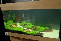 Planted Aquarium, Hannover 2008