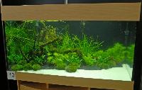 Planted Aquarium, Hannover 2008