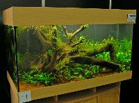 Planted Aquarium, Hannover 2008