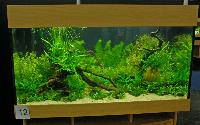 Planted Aquarium, Hannover 2008