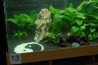 Planted Aquarium, Hannover 2008