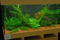 Planted Aquarium, Hannover 2008