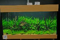 Planted Aquarium, Hannover 2008