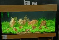 Planted Aquarium, Hannover 2008