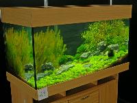 Planted Aquarium, Hannover 2008