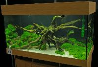 Planted Aquarium, Hannover 2008