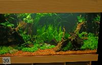 Planted Aquarium, Hannover 2008