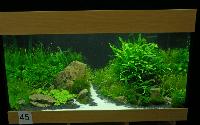 Planted Aquarium, Hannover 2008