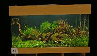 Planted Aquarium, Hannover 2008