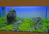 Planted Aquarium, Hannover 2008