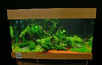 Planted Aquarium, Hannover 2008