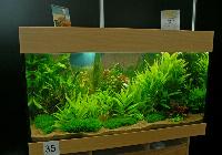 Planted Aquarium, Hannover 2008