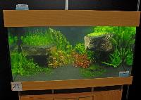 Planted Aquarium, Hannover 2008