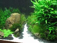 Planted Aquarium, Hannover 2008