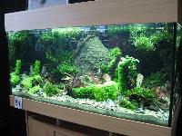 Planted Aquarium, Hannover 2008