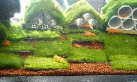 Planted Aquarium, Hannover 2008