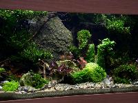 Planted Aquarium, Hannover 2008