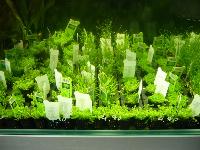 Planted Aquarium, Hannover 2008