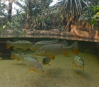 Sea Life, Hannover