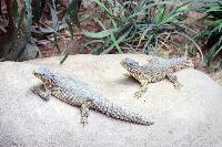 Tropen Aquarium Hagenbeck