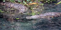 Tropen Aquarium Hagenbeck