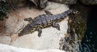 Tropen Aquarium Hagenbeck