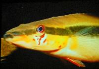 Ciklidstämman 2008 - lör - New and rare fish in French Guiana