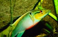 Ciklidstämman 2008 - lör - New and rare fish in French Guiana