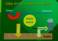 Ciklidstämman 2008 - lör - Filtreringens ABC