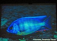 Ciklidstämman 2008 - lör - Cichlids of Mbamba Bay