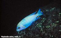 Ciklidstämman 2008 - lör - Cichlids of Mbamba Bay