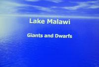 Ciklidstämman 2008 - sön - Big and small Malawi Cichlids