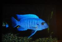 Ciklidstämman 2008 - sön - Big and small Malawi Cichlids