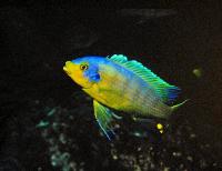 Ciklidstämman 2008 - sön - Big and small Malawi Cichlids