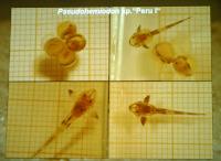 Söndag-Breeding and care of several Planiloricaria in comparsion - Norman Behr