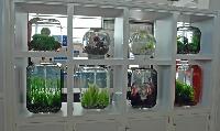 A_Interzoo_2008_-_Nano4.jpg