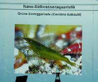 Nano - sötvattensakvaristik. Storleken är inte allt! Barbara Klingbeil