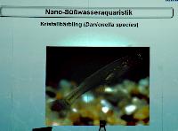 Nano - sötvattensakvaristik. Storleken är inte allt! Barbara Klingbeil